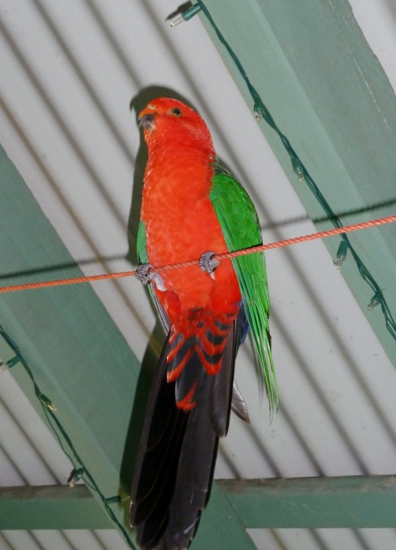 where-do-birds-go-when-it-s-windy-birds-in-backyards